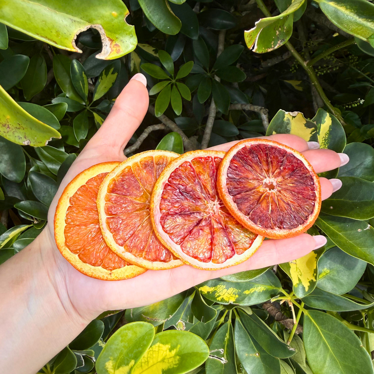 Dehydrated Blood Orange Slices for Cocktails, Bar Decor & Garnish